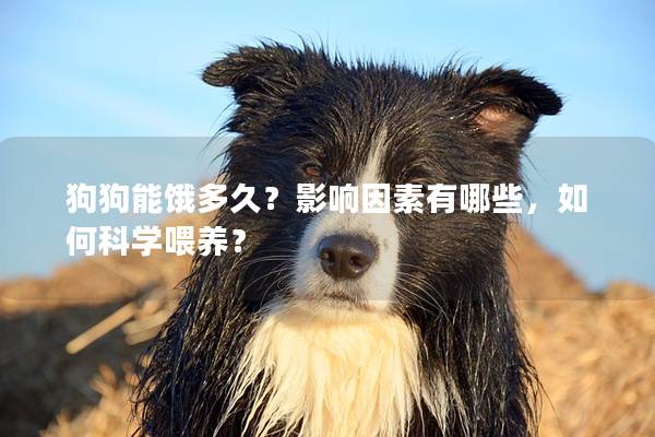 狗狗能餓多久？影響因素有哪些，如何科學喂養？
