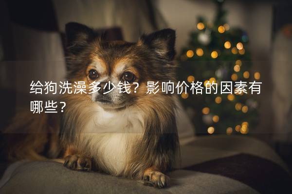 給狗洗澡多少錢？影響價格的因素有哪些？