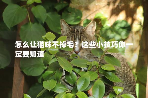怎么讓貓咪不掉毛？這些小技巧你一定要知道