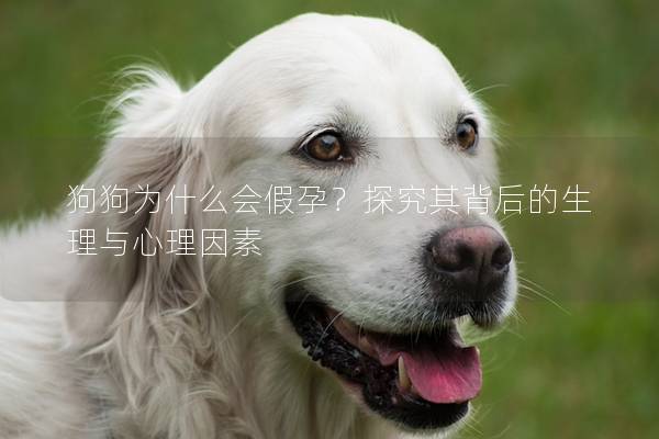 狗狗為什么會(huì)假孕？探究其背后的生理與心理因素