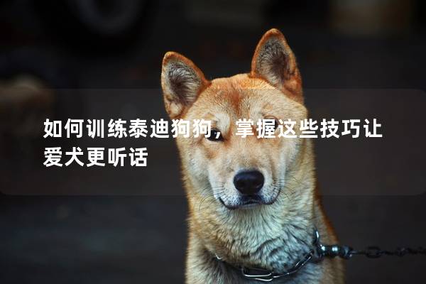 如何訓練泰迪狗狗，掌握這些技巧讓愛犬更聽話