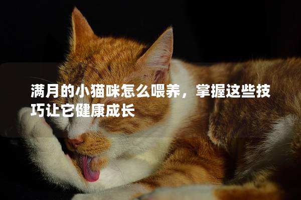 滿月的小貓咪怎么喂養(yǎng)，掌握這些技巧讓它健康成長