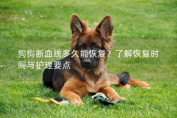 狗狗斷血線多久能恢復？了解恢復時間與護理要點