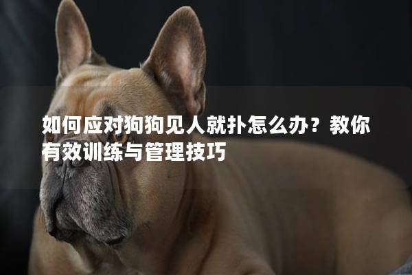 如何應對狗狗見人就撲怎么辦？教你有效訓練與管理技巧