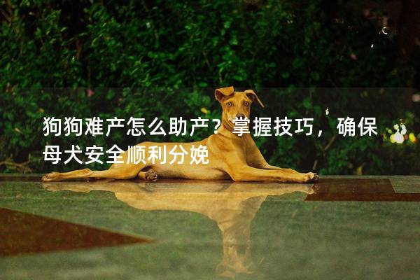 狗狗難產怎么助產？掌握技巧，確保母犬安全順利分娩