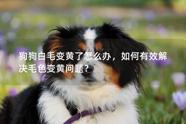 狗狗白毛變黃了怎么辦，如何有效解決毛色變黃問題？