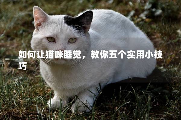 如何讓貓咪睡覺，教你五個實用小技巧