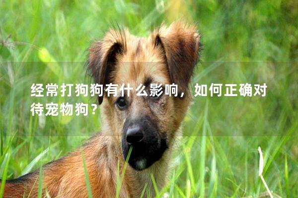 經常打狗狗有什么影響，如何正確對待寵物狗？