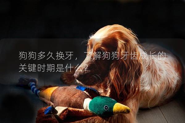 狗狗多久換牙，了解狗狗牙齒成長的關鍵時期是什么？