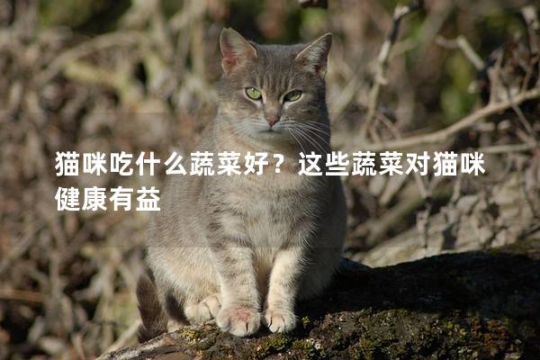 貓咪吃什么蔬菜好？這些蔬菜對貓咪健康有益
