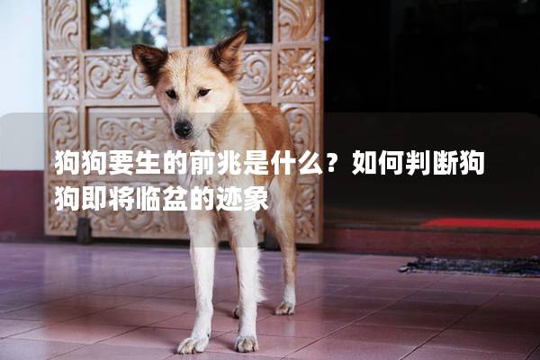 狗狗要生的前兆是什么？如何判斷狗狗即將臨盆的跡象