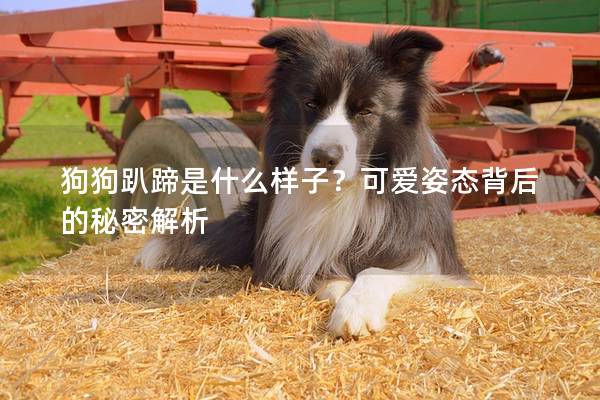 狗狗趴蹄是什么樣子?可愛姿態背后的秘密解析 狗狗趴蹄是什么樣子?可愛姿態背后的秘密解析