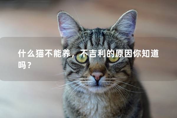 什么貓不能養(yǎng)，不吉利的原因你知道嗎？