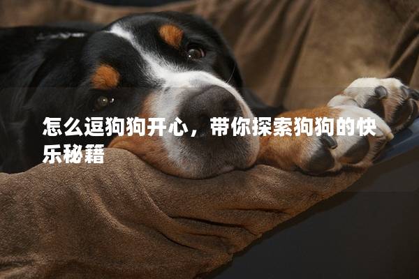 怎么逗狗狗開心，帶你探索狗狗的快樂秘籍