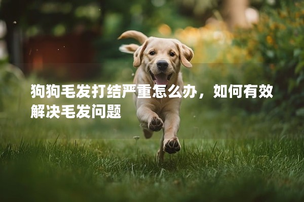 狗狗毛發打結嚴重怎么辦，如何有效解決毛發問題