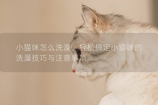 小貓咪怎么洗澡，輕松搞定小貓咪的洗澡技巧與注意事項(xiàng)