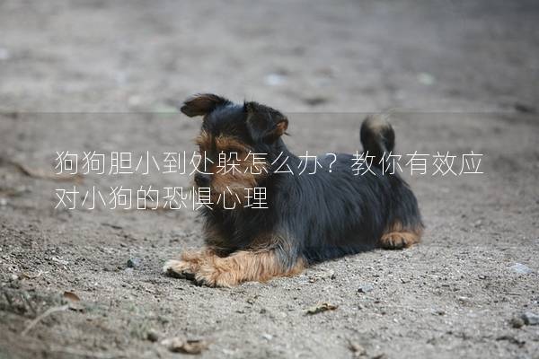 狗狗膽小到處躲怎么辦？教你有效應對小狗的恐懼心理