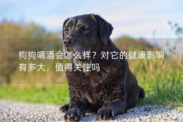 狗狗喝酒會怎么樣？對它的健康影響有多大，值得關(guān)注嗎