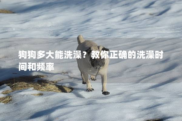 狗狗多大能洗澡？教你正確的洗澡時間和頻率