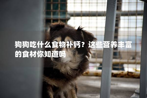 狗狗吃什么食物補(bǔ)鈣？這些營(yíng)養(yǎng)豐富的食材你知道嗎
