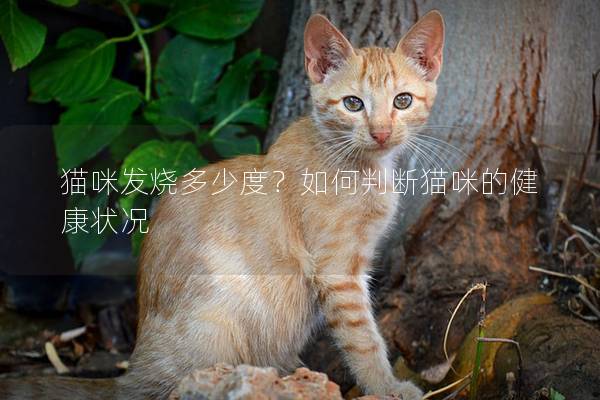 貓咪發(fā)燒多少度？如何判斷貓咪的健康狀況