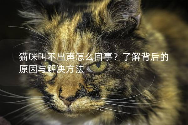 貓咪叫不出聲怎么回事？了解背后的原因與解決方法