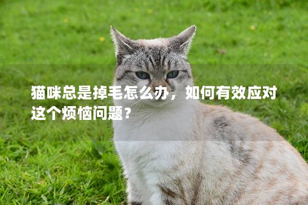 貓咪總是掉毛怎么辦，如何有效應(yīng)對這個(gè)煩惱問題？