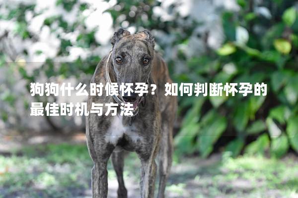 狗狗什么時候懷孕？如何判斷懷孕的最佳時機與方法