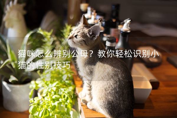 貓咪怎么辨別公母？教你輕松識別小貓的性別技巧