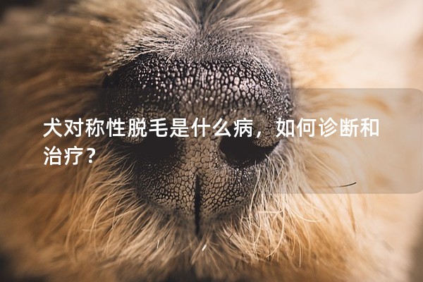 犬對稱性脫毛是什么病，如何診斷和治療？
