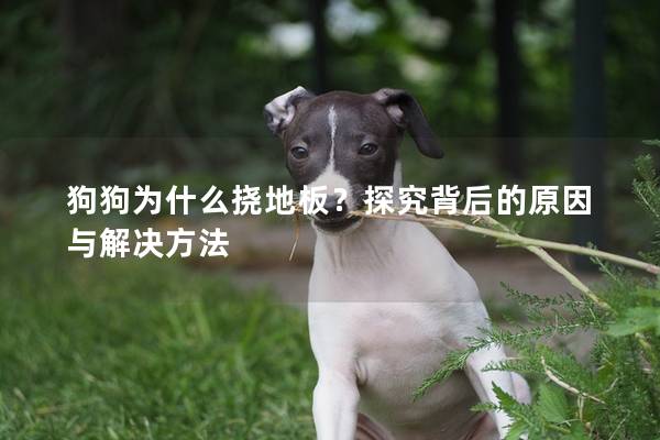 狗狗為什么撓地板？探究背后的原因與解決方法