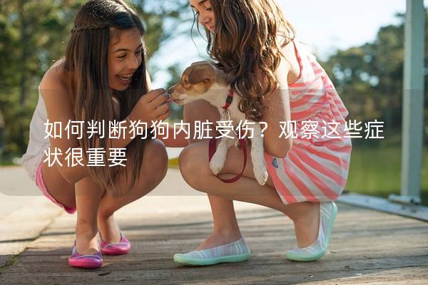 如何判斷狗狗內臟受傷？觀察這些癥狀很重要