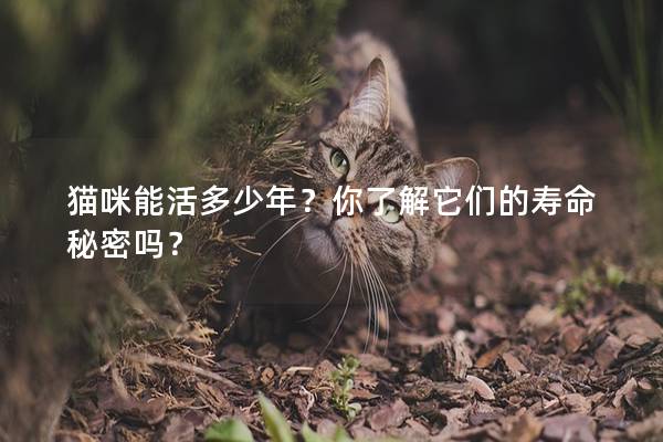 貓咪能活多少年？你了解它們的壽命秘密嗎？