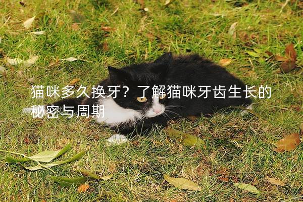 貓咪多久換牙？了解貓咪牙齒生長(zhǎng)的秘密與周期
