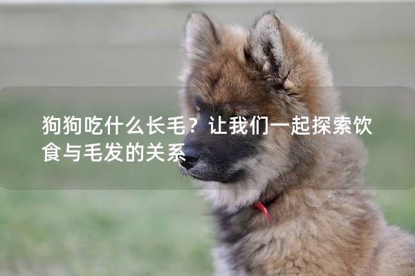 狗狗吃什么長毛？讓我們一起探索飲食與毛發(fā)的關(guān)系