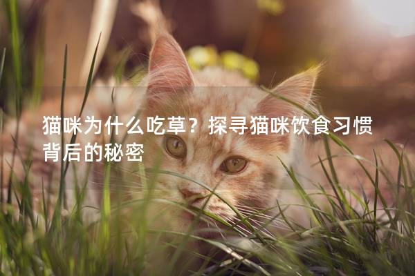貓咪為什么吃草？探尋貓咪飲食習慣背后的秘密