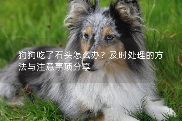 狗狗吃了石頭怎么辦？及時處理的方法與注意事項分享