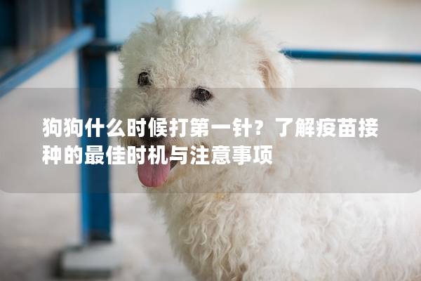 狗狗什么時(shí)候打第一針？了解疫苗接種的最佳時(shí)機(jī)與注意事項(xiàng)