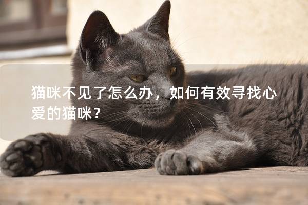 貓咪不見了怎么辦，如何有效尋找心愛的貓咪？