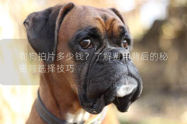 狗狗拍片多少錢(qián)？了解費(fèi)用背后的秘密與選擇技巧