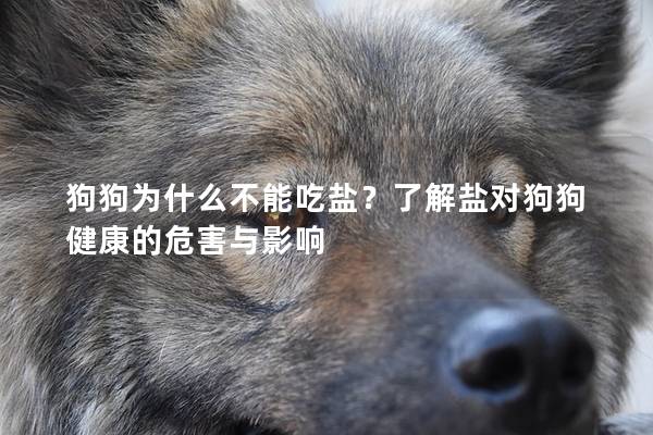 狗狗為什么不能吃鹽？了解鹽對狗狗健康的危害與影響