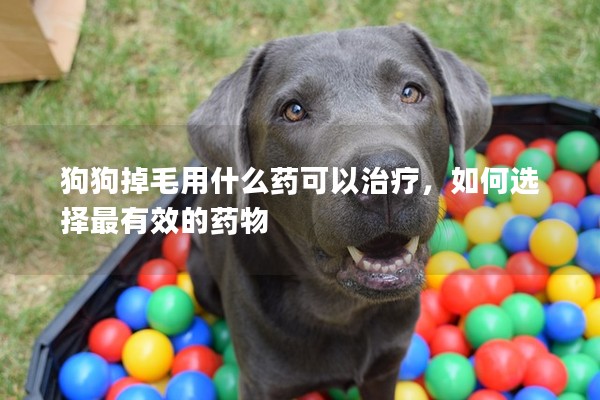 狗狗掉毛用什么藥可以治療，如何選擇最有效的藥物