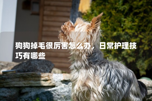 狗狗掉毛很厲害怎么辦，日常護理技巧有哪些