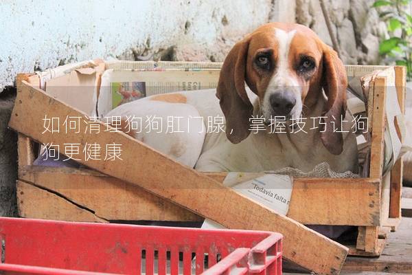 如何清理狗狗肛門腺，掌握技巧讓狗狗更健康