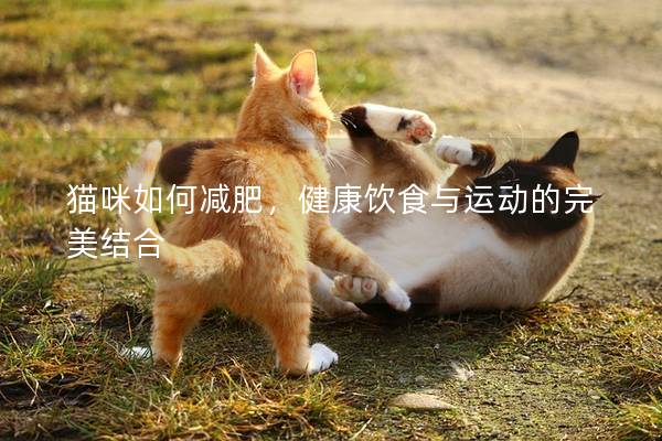 貓咪如何減肥，健康飲食與運動的完美結合