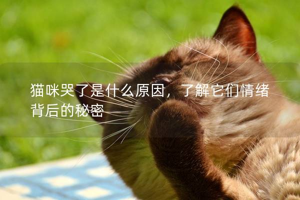 貓咪哭了是什么原因，了解它們情緒背后的秘密