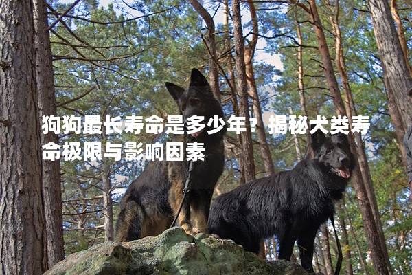 狗狗最長(zhǎng)壽命是多少年？揭秘犬類(lèi)壽命極限與影響因素