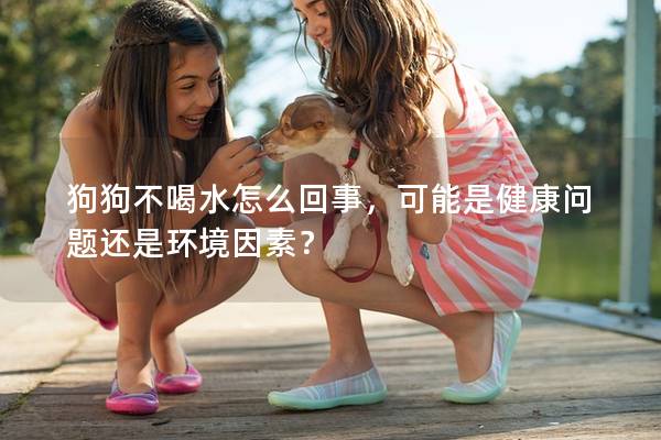 狗狗不喝水怎么回事，可能是健康問題還是環境因素？