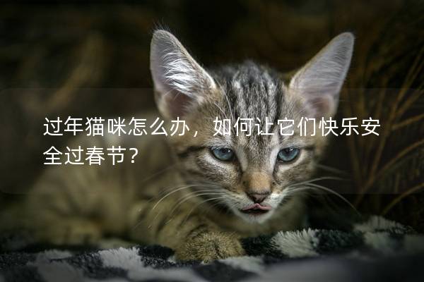 過年貓咪怎么辦，如何讓它們快樂安全過春節？
