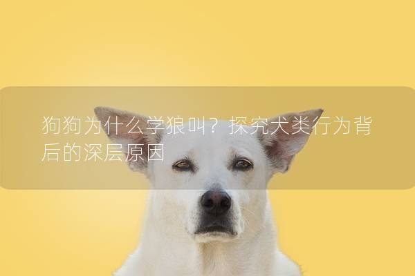狗狗為什么學(xué)狼叫？探究犬類行為背后的深層原因